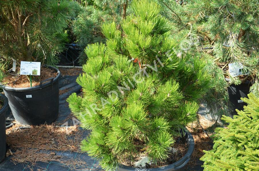 Borovice bělokorá - Pinus heldreichii (leucodermis)