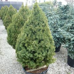 Smrk sivý 'Conica' - Picea glauca 'Conica'