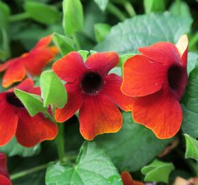 Smatavka, thunbergie 'Brownie' - Thunbergia alata 'Brownie'