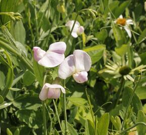 Hrachor širokolistý 'Rosa' - Lathyrus latifolius 'Rosa'