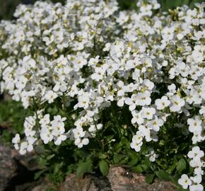 Huseník kavkazský 'Schneeball' - Arabis caucasica 'Schneeball'