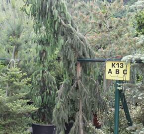 Smrk ztepilý 'Pruhoniciana' - Picea abies 'Pruhoniciana'