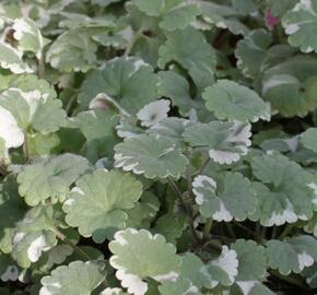 Popenec břečťanovitý 'Variegata' - Glechoma hederacea 'Variegata'