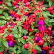 Fuchsie, čílko 'Jollies' - Fuchsia hybrida 'Jollies'