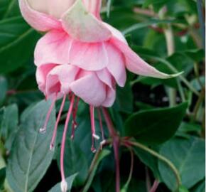 Fuchsie, čílko 'Hollys Beauty' - Fuchsia hybrida 'Hollys Beauty'