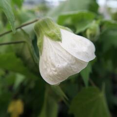 Mračňák 'White King' - Abutilon hybridus 'White King'