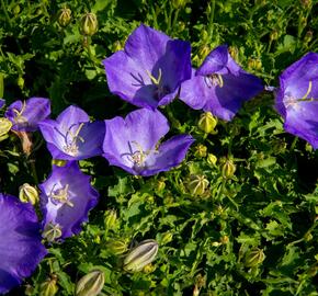 Zvonek karpatský 'Pristar Deep Blue' - Campanula carpatica 'Pristar Deep Blue'