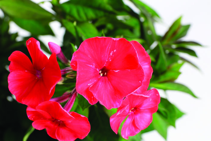 Plamenka latnatá 'Sweet Summer Red' - Phlox paniculata 'Sweet Summer Red'