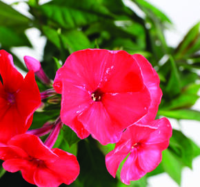 Plamenka latnatá 'Sweet Summer Red' - Phlox paniculata 'Sweet Summer Red'