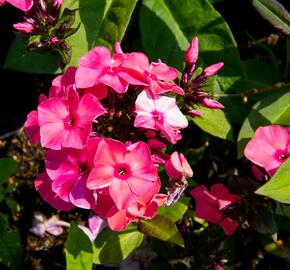 Plamenka latnatá 'Sweet Summer Orange Rose' - Phlox paniculata 'Sweet Summer Orange Rose'