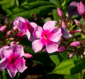 Plamenka latnatá 'Sweet Summer Compact Rose with Dark Eye' - Phlox paniculata 'Sweet Summer Compact Rose with Dark Eye'