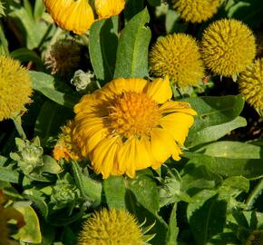 Kokarda osinatá 'Sunrita Golden Yellow' - Gaillardia aristata 'Sunrita Golden Yellow'