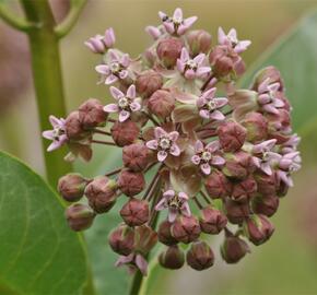 Klejicha hedvábná - Asclepias syriaca