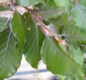 Buk lesní 'Black Swan' - Fagus sylvatica 'Black Swan'