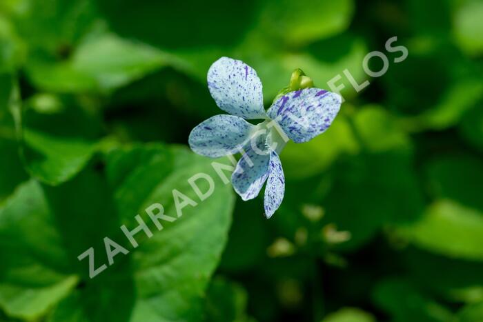 Violka vonná 'Freckles' - Viola sororia 'Freckles'