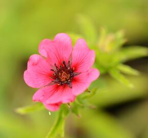 Mochna nepálská 'Ron McBeath' - Potentilla nepalensis 'Ron McBeath'