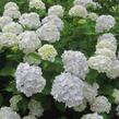 Hortenzie velkolistá 'Madame Emile Mouillère' - Hydrangea macrophylla 'Madame Emile Mouillère'