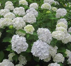 Hortenzie velkolistá 'Madame Emile Mouillère' - Hydrangea macrophylla 'Madame Emile Mouillère'