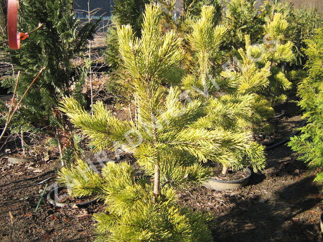 Borovice lesní 'Aurea' - Pinus sylvestris 'Aurea'