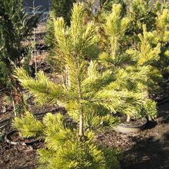 Borovice lesní 'Aurea' - Pinus sylvestris 'Aurea'