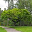 Trnovník akát 'Umbraculifera' - Robinia pseudoacacia 'Umbraculifera'