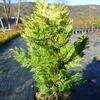 cipiovec Leylandv Gold Rider - Cupressus  leylandii Gold Rider