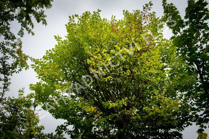 Jilm habrolistý 'Umbraculifera' - Ulmus carpinifolia 'Umbraculifera'