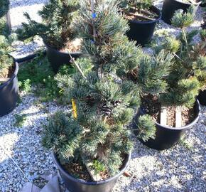 Borovice malokvětá 'Tempelhof' - Pinus parviflora 'Tempelhof'