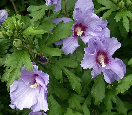 Ibišek syrský - Hibiscus syriacus