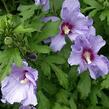 Ibišek syrský - Hibiscus syriacus