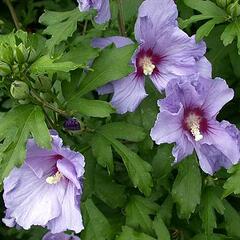 Ibišek syrský - Hibiscus syriacus