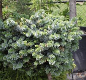 Smrk sitka 'Silberzwerk' - Picea sitchensis 'Silberzwerk'