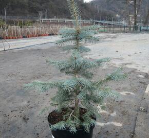 Smrk pichlavý 'Glauca' - Picea pungens 'Glauca'