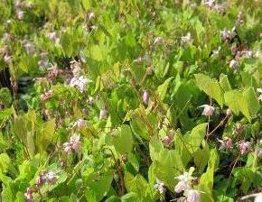 Škornice Youngova 'Roseum' - Epimedium youngianum 'Roseum'