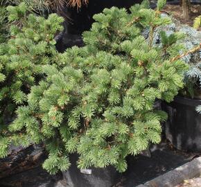 Smrk pichlavý 'Lucky Strike' - Picea pungens 'Lucky Strike'