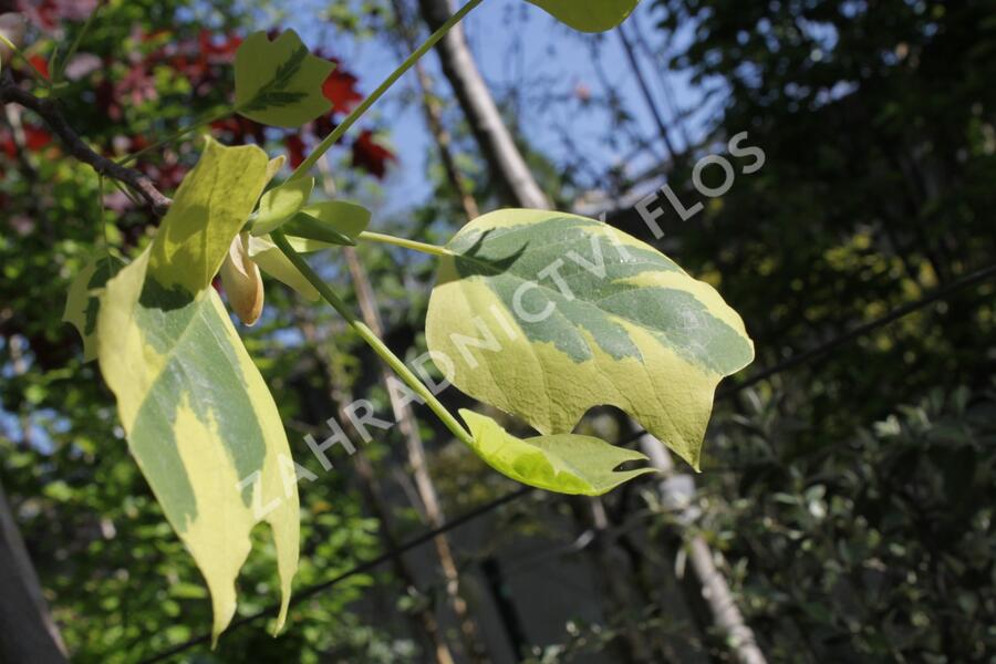 Liliovník tulipánokvětý 'Aureomarginatum' - Liriodendron tulipifera 'Aureomarginatum'