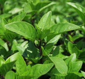 Bazalka pravá 'Tauris' - Ocimum basilicum 'Tauris'