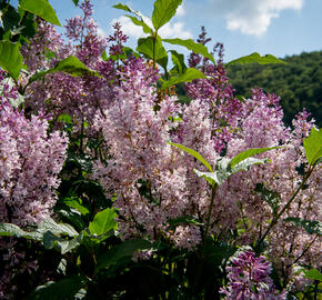 Šeřík 'Minuet' - Syringa 'Minuet'