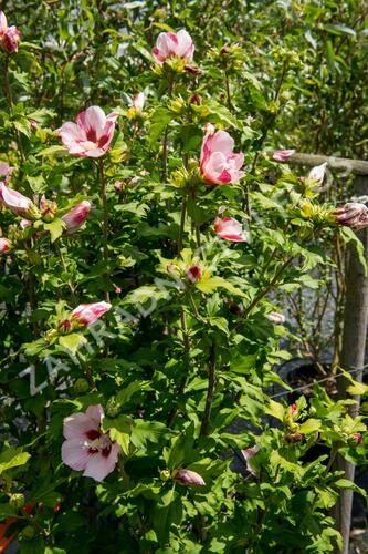 Ibišek syrský 'Hamabo' - Hibiscus syriacus 'Hamabo'