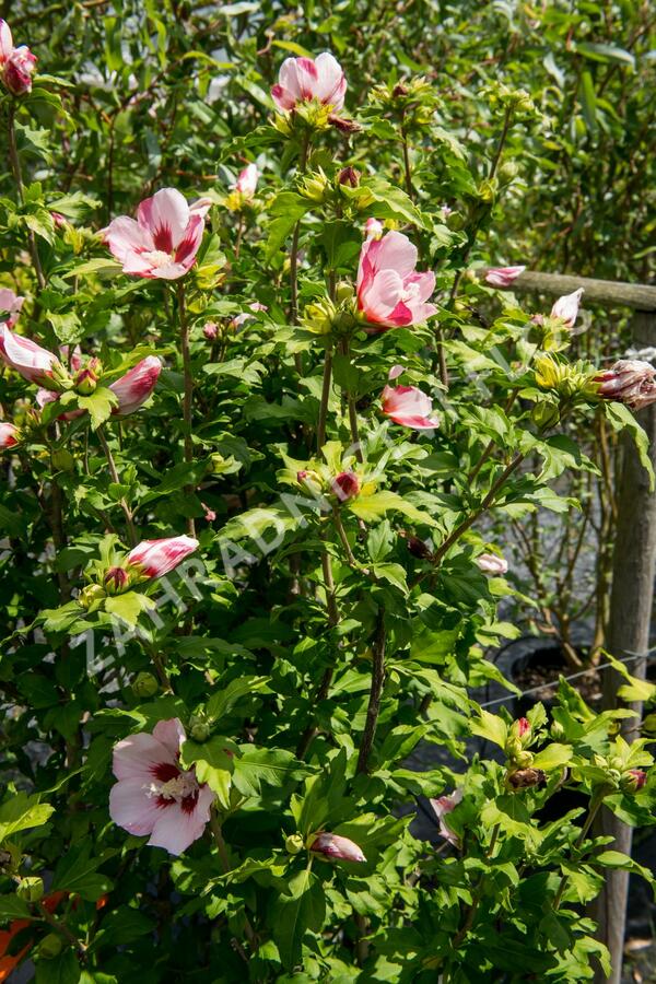 Ibišek syrský 'Hamabo' - Hibiscus syriacus 'Hamabo'