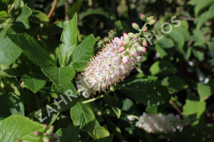 Jochovec olšolistý 'Pink Spire' - Clethra alnifolia 'Pink Spire'