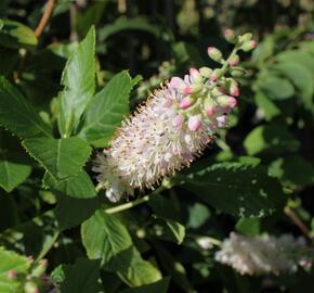 Jochovec olšolistý 'Pink Spire' - Clethra alnifolia 'Pink Spire'