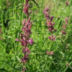 Agastache mexická 'Lime' - Agastache mexicana 'Lime'