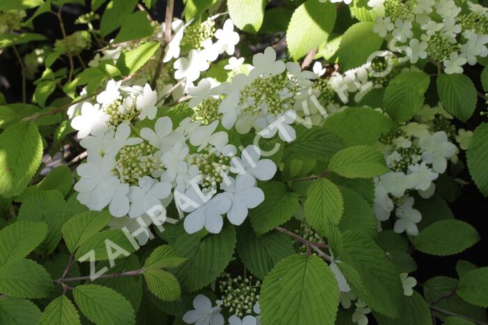 Kalina japonská 'Shasta' - Viburnum plicatum 'Shasta'