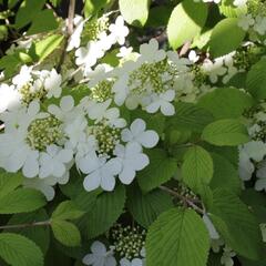 Kalina japonská 'Shasta' - Viburnum plicatum 'Shasta'