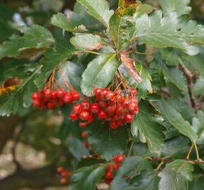 Jeřáb prostřední - Sorbus intermedia