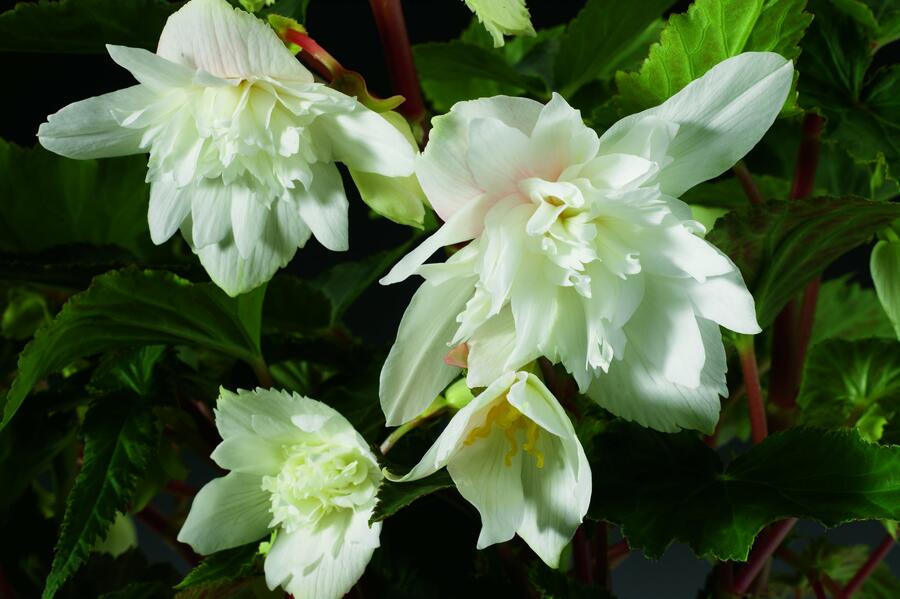 Begónie hlíznatá 'Tenella White' - Begonia tuberhybrida 'Tenella White'