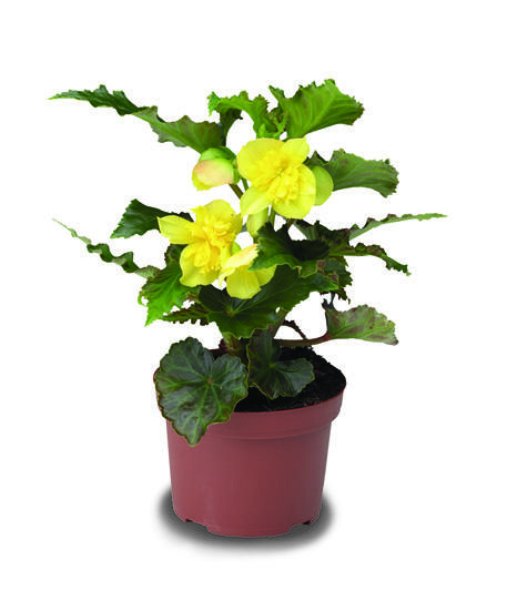 Begónie hlíznatá 'Tenella Yellow' - Begonia tuberhybrida 'Tenella Yellow'