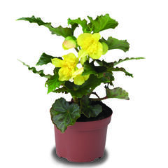 Begónie hlíznatá 'Tenella Yellow' - Begonia tuberhybrida 'Tenella Yellow'