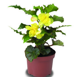 Begónie hlíznatá 'Tenella Yellow' - Begonia tuberhybrida 'Tenella Yellow'